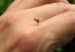 mosquitos-cropped