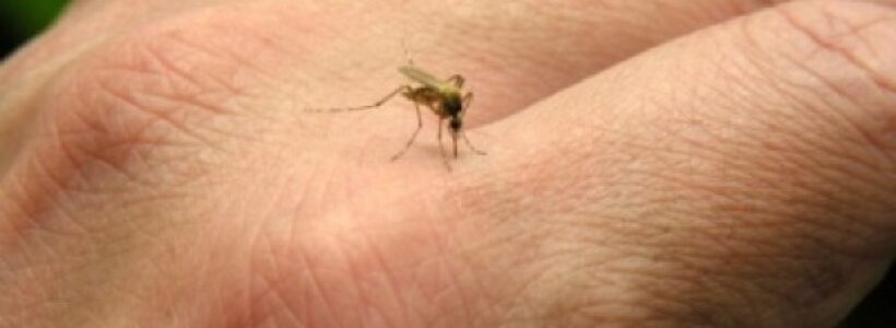 mosquitos-cropped