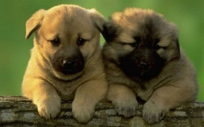 perrito15