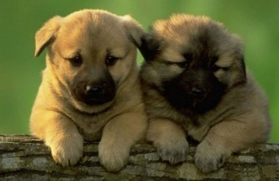 perrito15