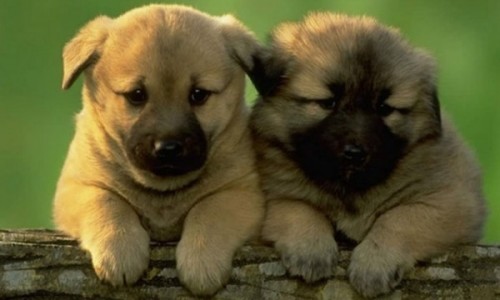 perrito15