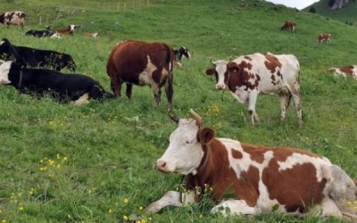 vaca16645452