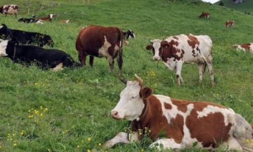 vaca16645452