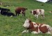 vaca16645452
