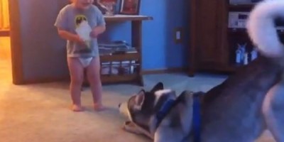 dog_baby34784532