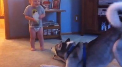 dog_baby34784532