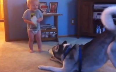 dog_baby34784532