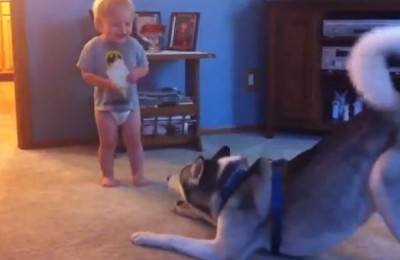 dog_baby34784532