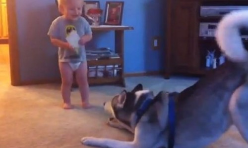 dog_baby34784532