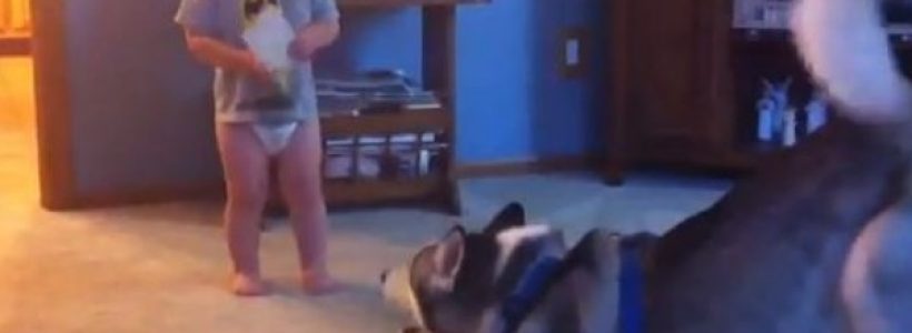 dog_baby34784532