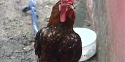 image0016-gallo_dice_cristo_viene