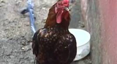 image0016-gallo_dice_cristo_viene