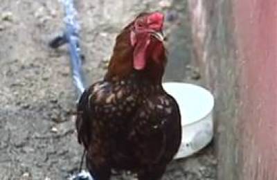 image0016-gallo_dice_cristo_viene