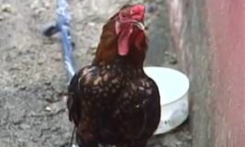 image0016-gallo_dice_cristo_viene