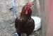 image0016-gallo_dice_cristo_viene