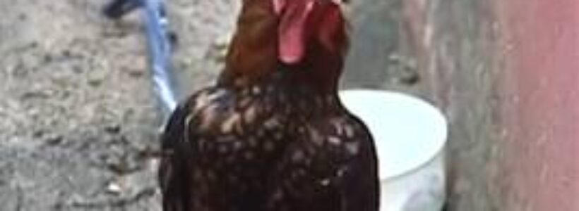 image0016-gallo_dice_cristo_viene