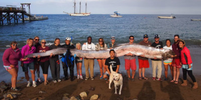 serpiente-marina-california