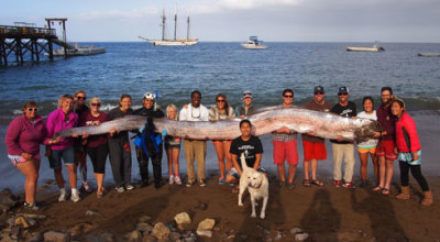 serpiente-marina-california