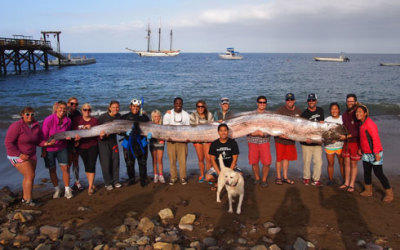 serpiente-marina-california