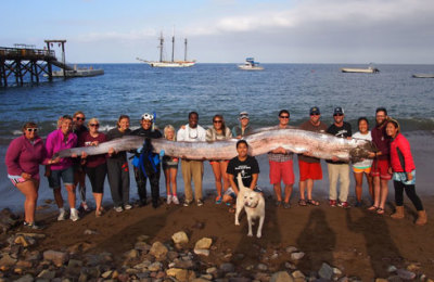 serpiente-marina-california