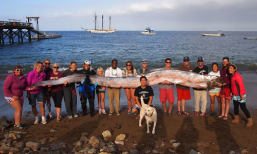 serpiente-marina-california