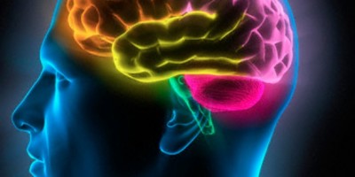 Cerebro735696245568977