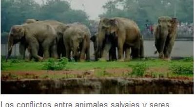domadora_de_elefantes