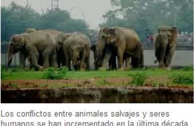 domadora_de_elefantes