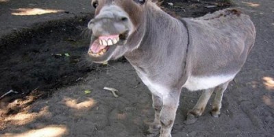 burro5642fgegf