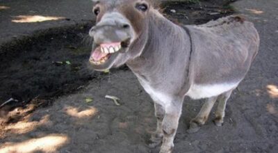 burro5642fgegf
