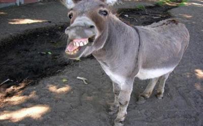 burro5642fgegf