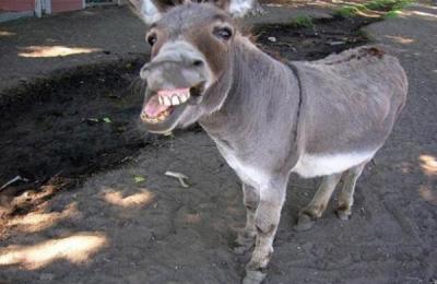 burro5642fgegf