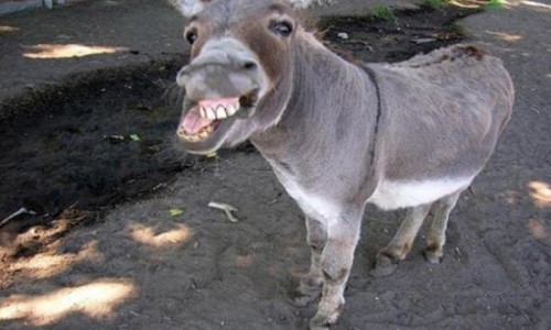 burro5642fgegf