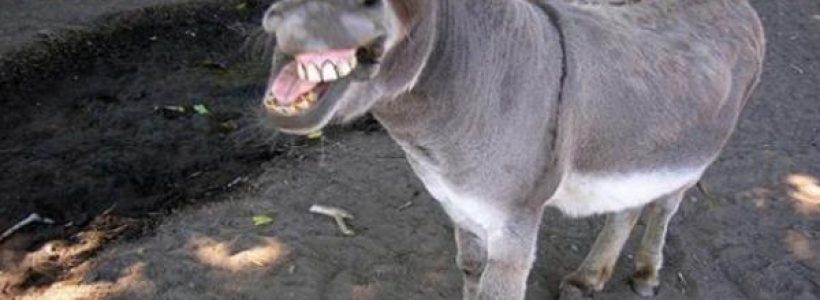burro5642fgegf
