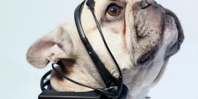 collar_para_leer_mente_de_perros