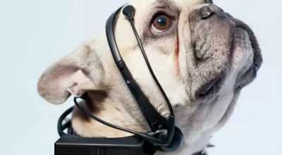 collar_para_leer_mente_de_perros