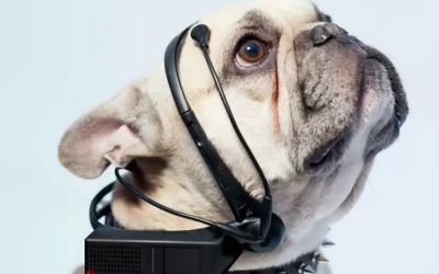 collar_para_leer_mente_de_perros