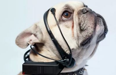 collar_para_leer_mente_de_perros