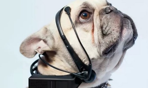 collar_para_leer_mente_de_perros