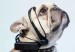 collar_para_leer_mente_de_perros