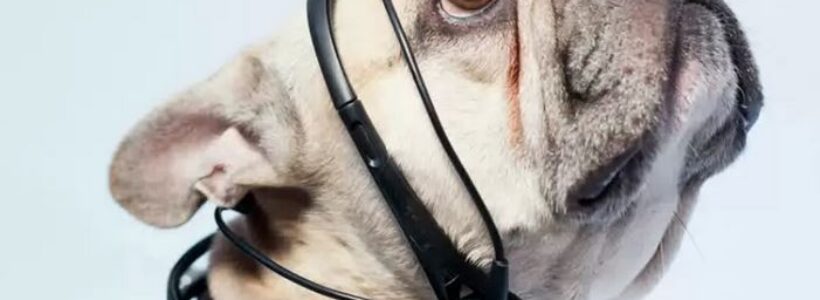 collar_para_leer_mente_de_perros