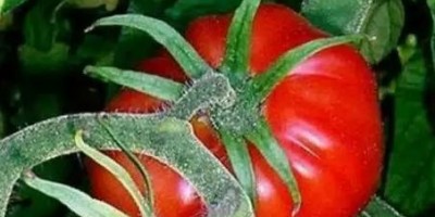 tomate