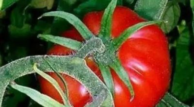 tomate