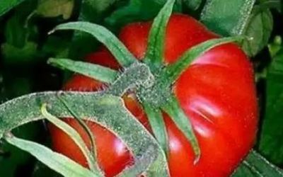 tomate