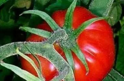 tomate