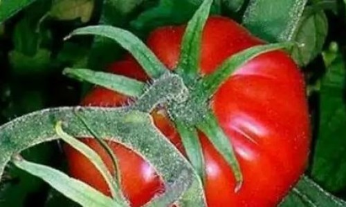 tomate