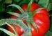 tomate