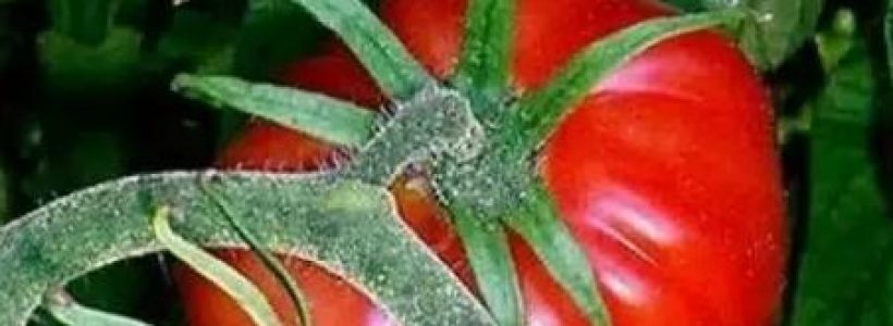 tomate