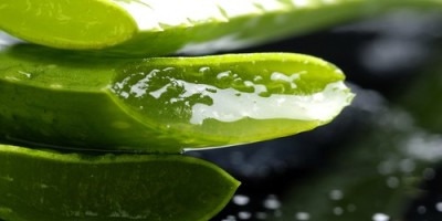 aloe_vera-sabila