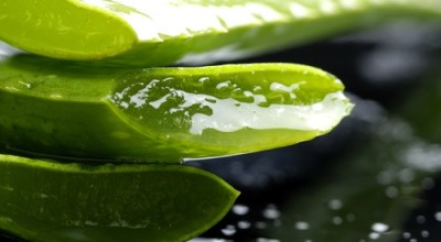 aloe_vera-sabila